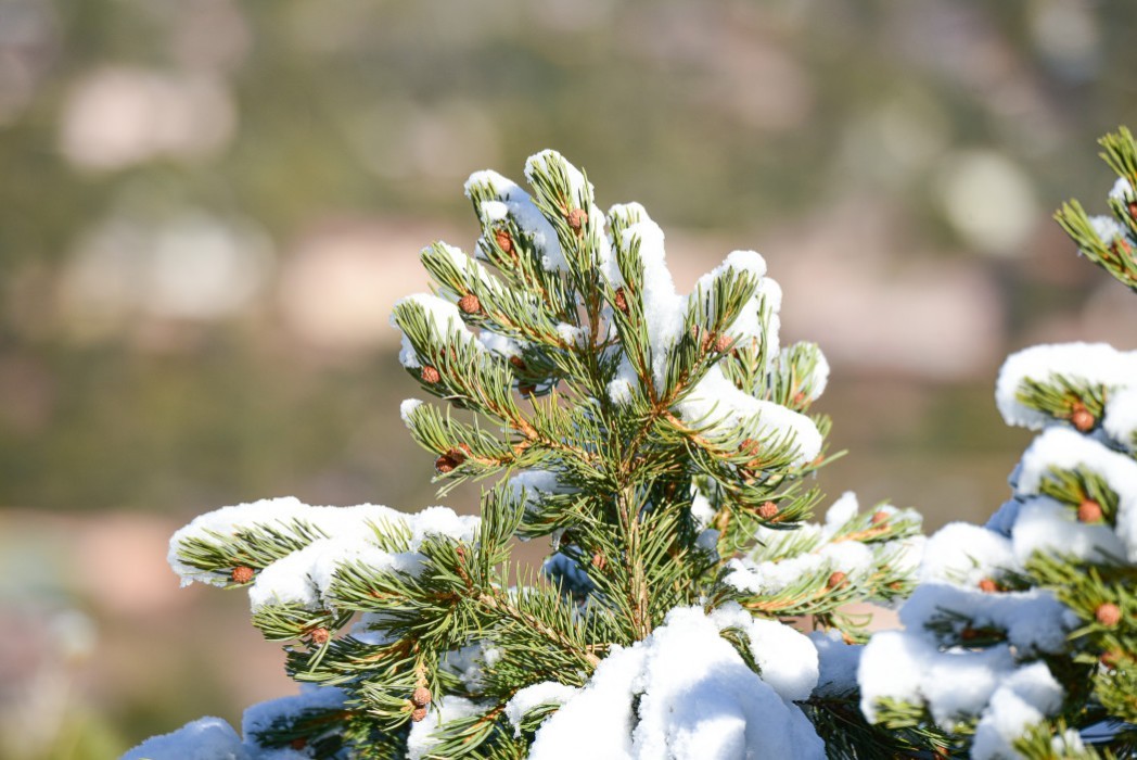 Winter's Energetics