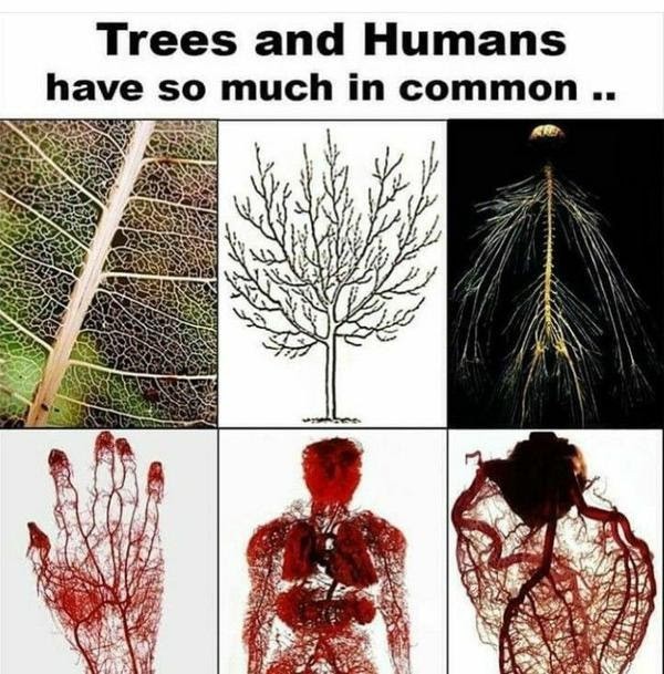 Roots and Trees: What’s it Got to Do With Being Human?
